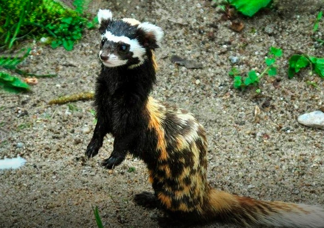 Dik kirganida ozini yaxshi his qiladi