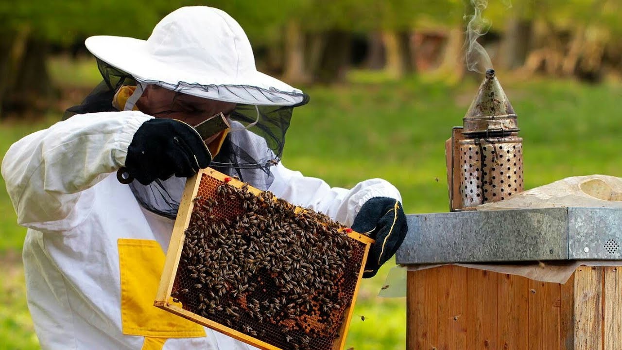 Что делает пчеловод. Пчеловодческое хозяйство. Пчеловодство. Пасека в саду. Сельское хозяйство пасека.
