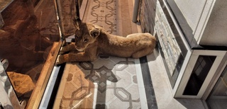 Тошкент туманида “Африка шери” ноқонуний боқилётгани маълум бўлди