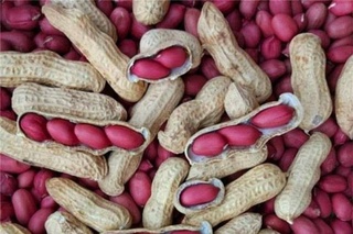 Объем экспорта арахиса из Узбекистана увеличился на 47,6%