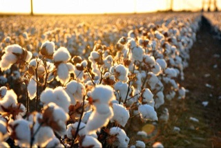 Фьючерсные контракты на поставку хлопка-сырца в Узбекистане заключаются по результатам торгов, проводимых отдельно по каждому региону