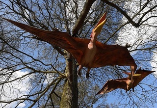 Птерозаврнинг янги тури топилди