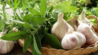 В Узбекистане создана Ассоциация производителей и экспортеров чеснока