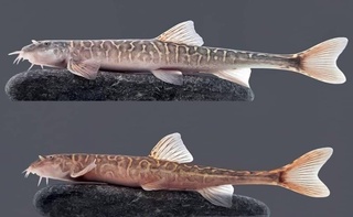 A new species of fish has been discovered in the Ferghana Valley