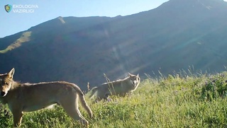 "Чотқол" қўриқхонасига ўрнатилган фотоқопқонга бўри ва бошқа ҳайвонлар тушиб қолди