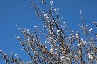 Сұрхандарияда бадам гүлдеді!