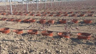 Инвестор из ОАЭ построит ягодную ферму на 470 га в Андижанской области