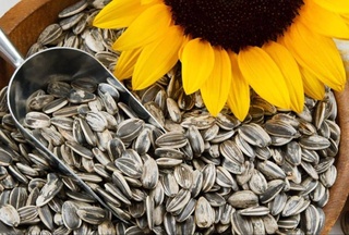 В Узбекистане отменен запрет на экспорт семян подсолнечника