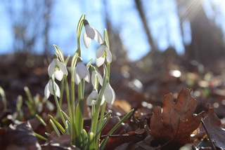 Weather forecast for March 13