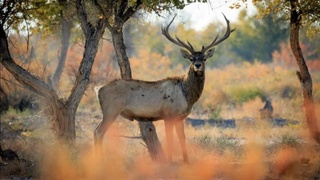 “Бадай тоғай” биосфера резерваты ЮНЕСКО-ның әлем желісіне кірді