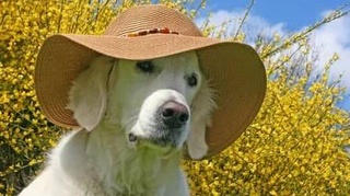 В Узбекистане ожидается спад жары