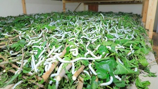 Pilla yetishtiruvchilarga subsidiya ajratiladi