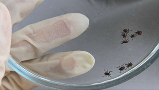 Qrim-Kongo gemorragik isitmasi boʼyicha Oʼzbekistondagi vaziyat maʼlum qilindi