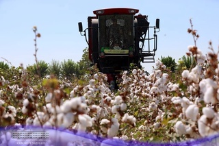 Тошкент вилояти пахта режасини бажарди