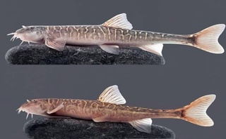 Fargʻonalik olimlar yangi baliq turini kashf qildi