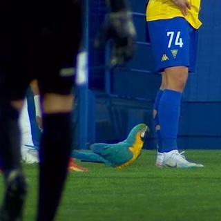 Тўтиқуш Португалиядаги футбол ўйинини «тўхтатди»