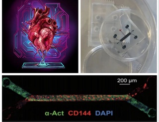 AQSH olimlari tomonidan mitti sunʼiy yurak yaratildi