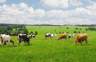 Чегараолди яйловларда молларни фақат кундузи ўтлатишга рухсат берилади