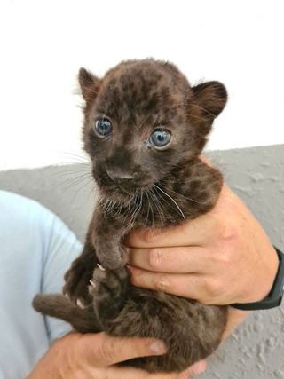 Тошкент ҳайвонот боғида қора пантера туғилди