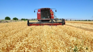 Боёвутлик деҳқонлар ғалла режасини бажарди