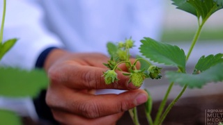 “Tong ifori” nomli qulupnayning yangi navi yaratildi