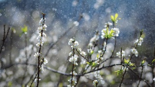 Бугун ҳаво булутли, баъзи жойларда бироз ёмғир ёғиб ўтади