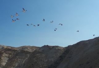 Мўйноққа пушти ва жингалак сақоқушлар учиб келди