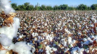 Paxta terimiga majburlash holatlari nazoratga olinadi