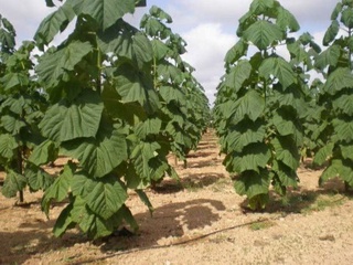 Қашқадарёда энг тез усувчи дарахт етиштирилмоқда