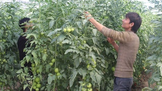 Янги иссиқхонанинг дастлабки маҳсулотлари хорижга жўнатилади