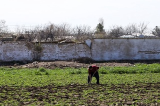 Endi tomorqasini qarovsiz qoldirgan xonadon egalari uch karra yuqori soliq toʻlaydi