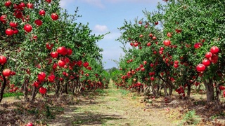 Uzbekistan and Tajikistan to create a joint "Friendship Garden"