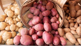 В 2022 году Узбекистан увеличил производство картофеля на 4,8%
