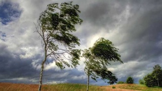 Тошкент шаҳар ЙҲХБ шамол кучайгани сабабли аҳолига мурожаат қилди