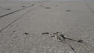 Туркиядаги қуриган кўлда юзлаб фламинго ҳалок бўлди.