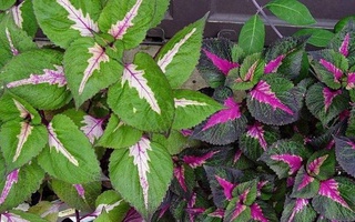 Аграрии Узбекистана осваивают выращивание новой культуры - периллы