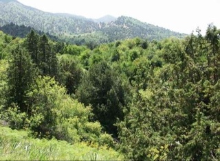 Ўзбекистонда ўрмонларнинг рақамли инвентаризацияси жорий этилмоқда