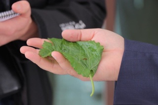 Tut daraxti — tabiiy meliorator