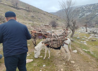 Қашқадарёда қуриган дўлана дарахтини кесган фуқаро жаримага тортилди