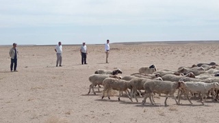 В Канимехский район Навоийской области из Монголии завезена очередная крупная  партия породистых овец