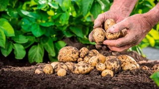 Картошкачилик кластерлари ташкил этилади