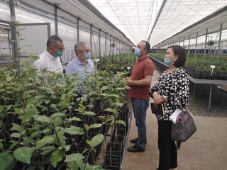 Pavlovniya plantasiyasi bo'yicha istiqbolli loyiha amalga oshiriladi