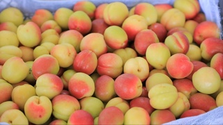 Фарғона вилоятида кунига ўртача 150 тонна ўрик экспорт қилинмоқда