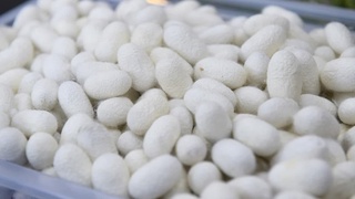 Хонадонларда пилла етиштирувчиларга субсидия ажратилади