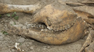 Иссиқхонадаги қазиш ишларини олиб борган фермер номаълум ҳайвон суяк қолдиқларига дуч келди