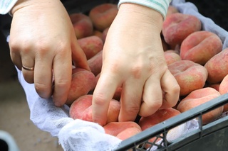 Surxondaryoda shaftoli hosili eksportga tayyor