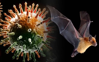 Китайские ученые заявили о появлении нового коронавируса