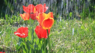 Uzhydromet: the week will be warm and rainy