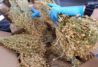 Тожикистон фуқароси Россияга исириқ олиб ўтгани учун 8 йилга озодликдан маҳрум этилди