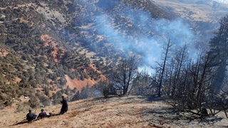 Қамаши давлат ўрмон хўжалигида катта ёнғин содир бўлгани хабар қилинди
